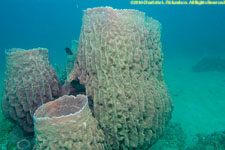 sponges